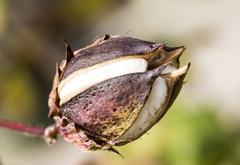 Cottonseed with reduced toxic:potential for non-ruminant