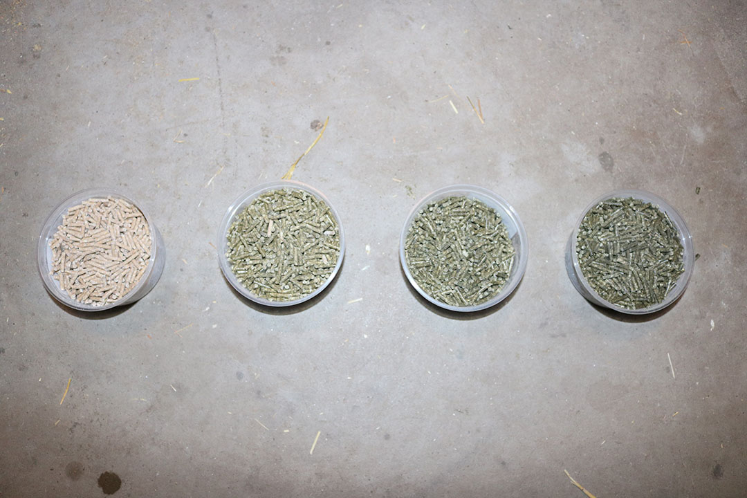 The 3 compound feed mixtures and the control mixture (left), in which clover grass protein constitutes an increasing part of feed raw protein.