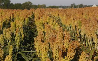 Sorghum ID to boost EU sorghum development. Photo: Henk Riswick