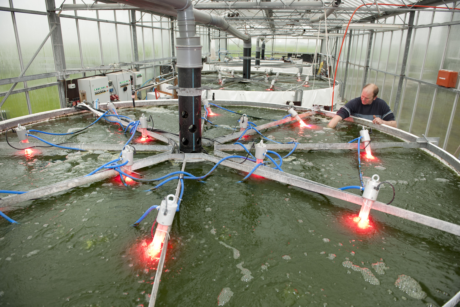Algae as a promising new type of animal feed
