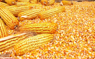 Managing mycotoxins in Kenya