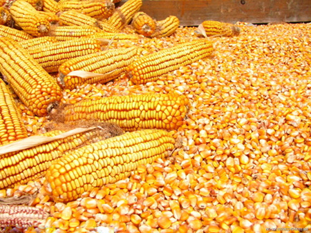 Managing mycotoxins in Kenya