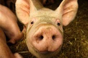 UK: Top award - minimising phosphorous from pigs