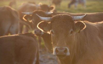 Distillers grains with calcium oxide improve cattle diets