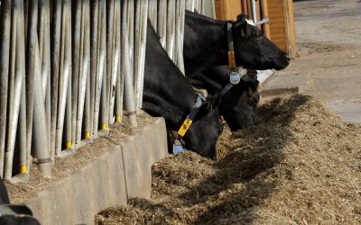 Optimising rumen function could help maintain milk fat content and production efficiency of dairy cows under heat stress.