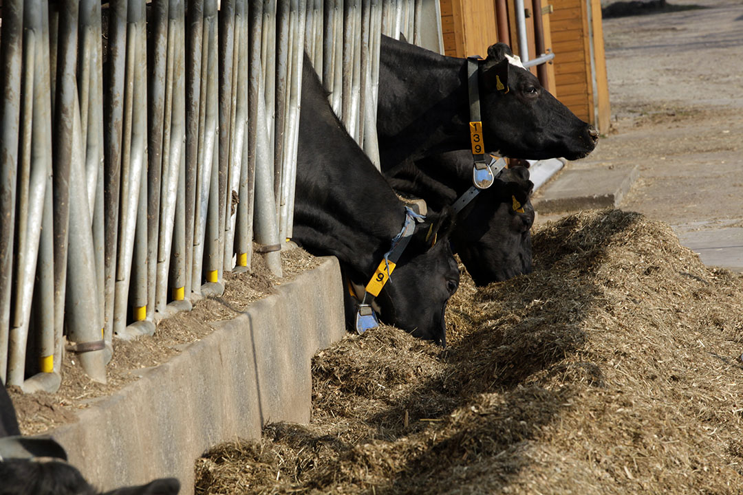 Optimising rumen function could help maintain milk fat content and production efficiency of dairy cows under heat stress.