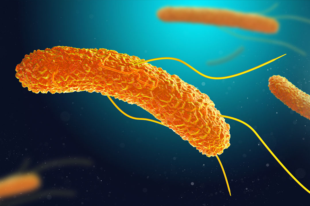 Salmonella enterica. Сальмонелла ентеритидис. Сальмонелла энтерика.