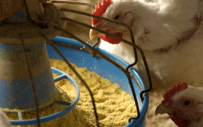 Positive EFSA opinion for DSM poultry additive