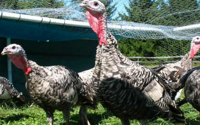 Pfizer improves anticoccidial agent for broilers & turkeys
