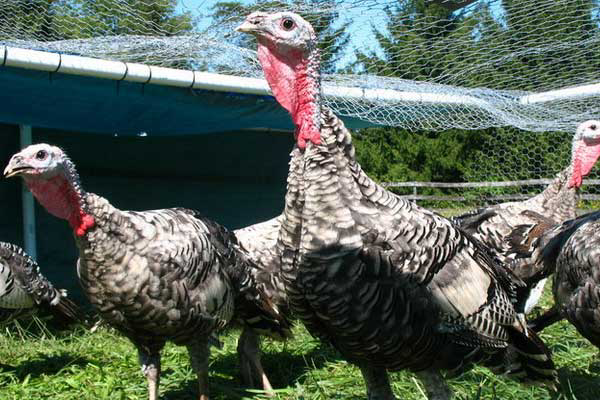 Pfizer improves anticoccidial agent for broilers & turkeys