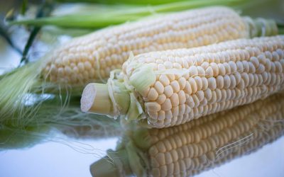 Corn is the most important crop in Zambia. It is widely grown by smallholder farmers, is the national staple food, and is used widely in the animal feed sector. Photo: Cristina Anne Costello