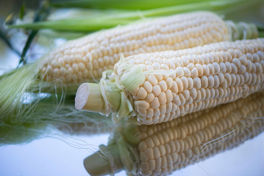Corn is the most important crop in Zambia. It is widely grown by smallholder farmers, is the national staple food, and is used widely in the animal feed sector. Photo: Cristina Anne Costello