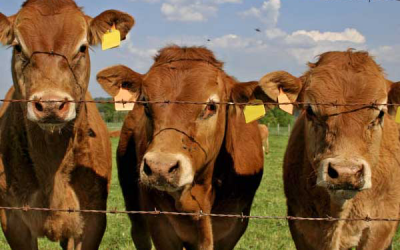 Study: Higher grain diets better for young heifers