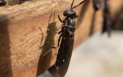 The Black Solduer Fly is known as an efficient converter of biomass into protein. Photo: Shutterstock