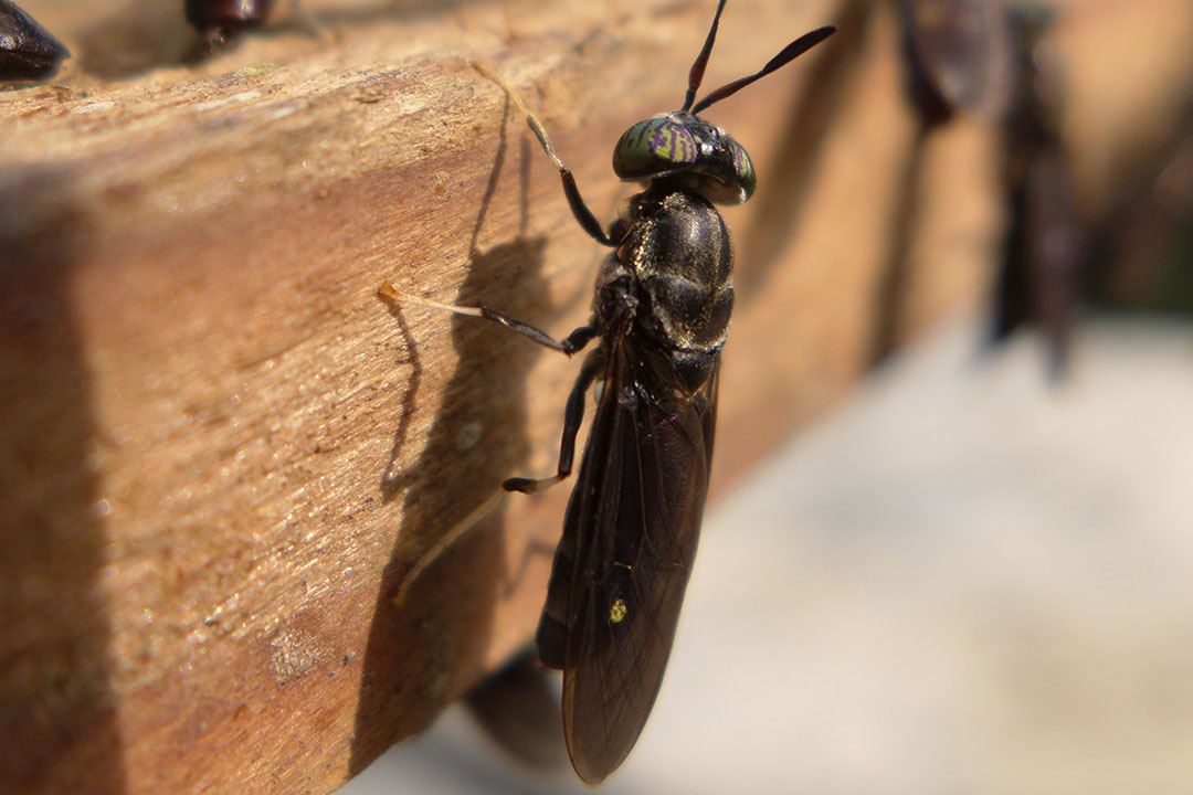 The Black Solduer Fly is known as an efficient converter of biomass into protein. Photo: Shutterstock