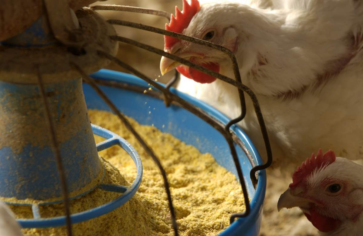 Dr Mickaël Briens reviewed the large spectrum of selenoproteins in chickens and other animals.