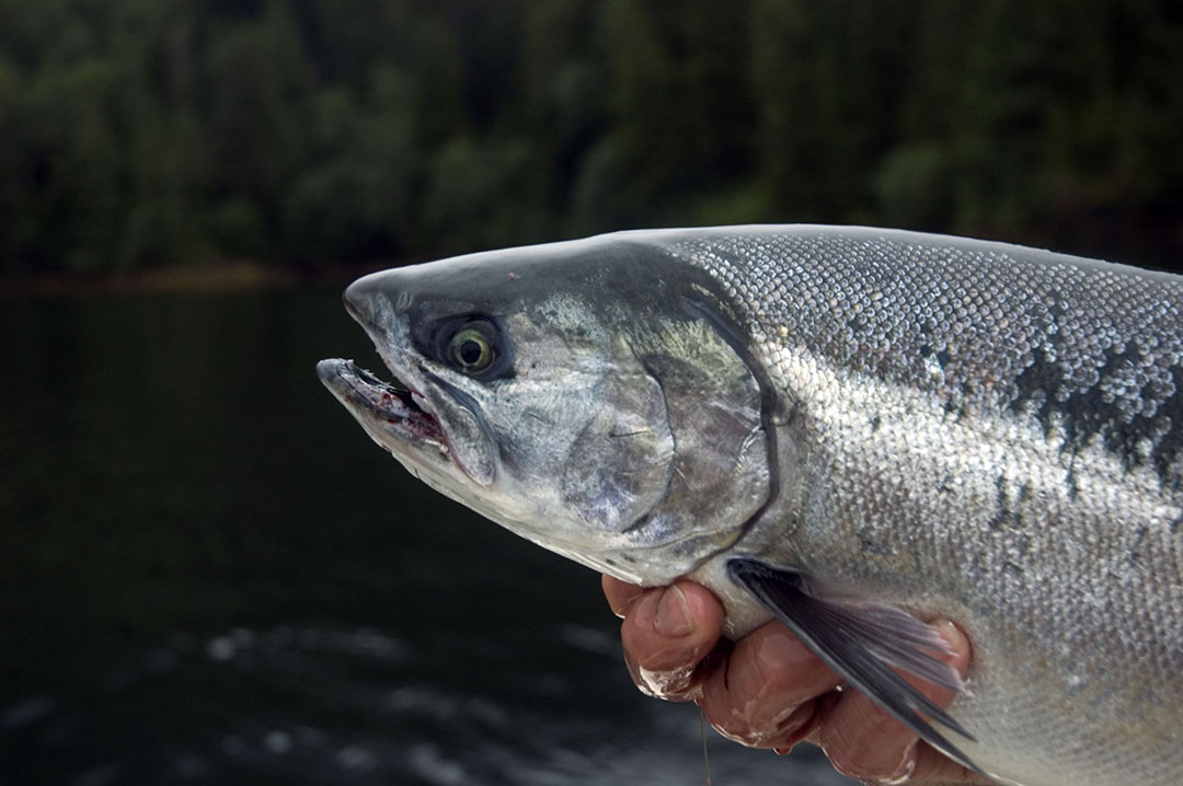 BioMar sees potential in novel aquafeed solutions. Photo: Shutterstock