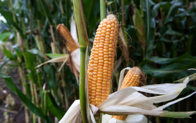 Polish maize tested for mycotoxins