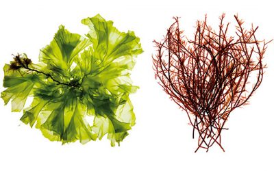 Red algal extract enhances the gut barrier function, while green algal extract modulates innate and adaptive immune responses. Photo: Olmix