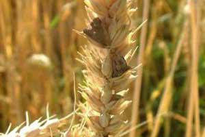 EFSA: Risk of Ergot alkaloids toxicosis is low