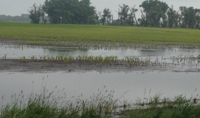 Wet weather exposes wheat to mould and mycotoxins