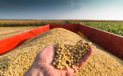 Soybean prices showed a sharp increase last week. Photo: Canva