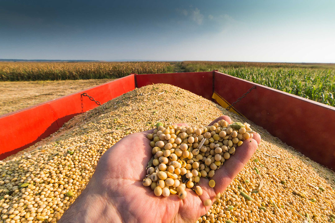 Soybean prices showed a sharp increase last week. Photo: Canva