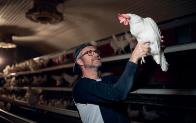 Reducing the incidence and impact of diseases such as Coccidiosis is decisive to meet animal welfare standards and avoid economical and sustainability disruptions. Photo: Morten Larsen