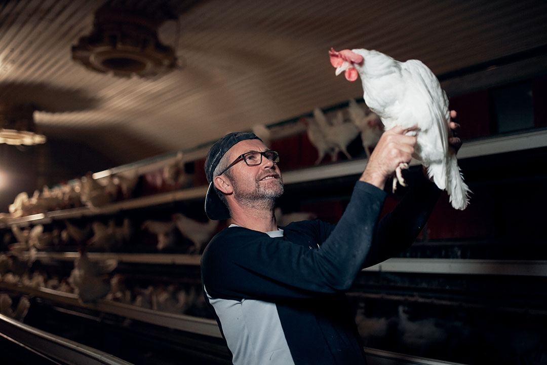 Reducing the incidence and impact of diseases such as Coccidiosis is decisive to meet animal welfare standards and avoid economical and sustainability disruptions. Photo: Morten Larsen