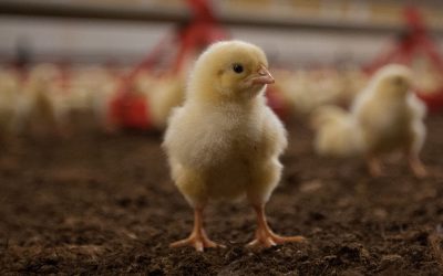 Rospotrebnadzor currently has a zero-tolerance policy for coccidiostats residues in poultry production. Photo: Ronald Hissink