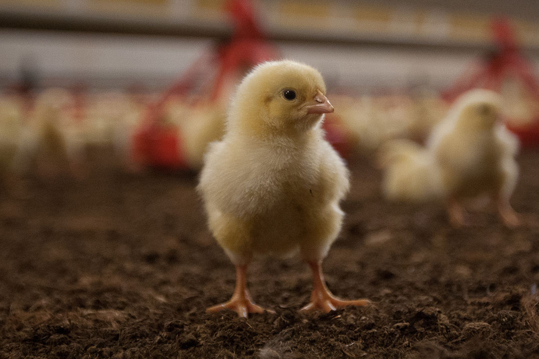 Rospotrebnadzor currently has a zero-tolerance policy for coccidiostats residues in poultry production. Photo: Ronald Hissink
