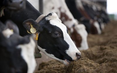 Adding the rumen modifier effect to the matrix. Photo: Mark Pasveer