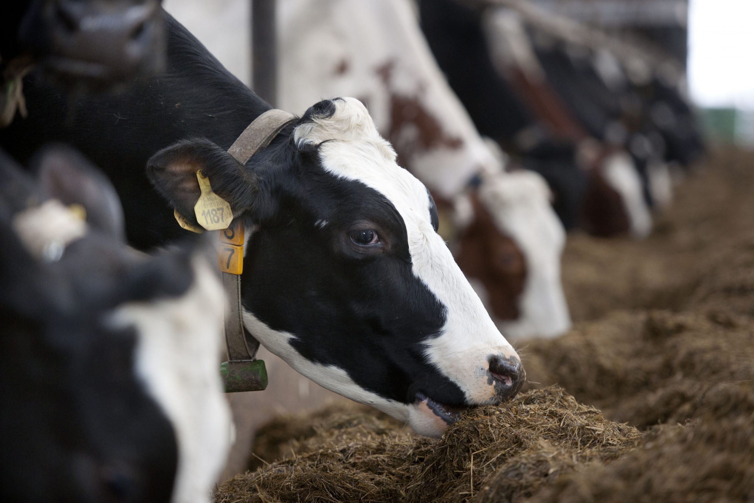 Adding the rumen modifier effect to the matrix. Photo: Mark Pasveer