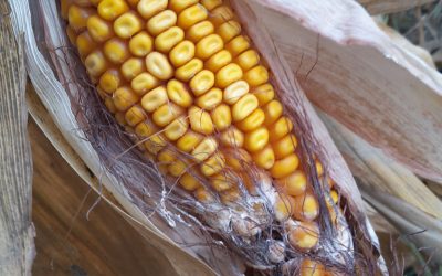 Spanish and Polish maize tested for mycotoxins