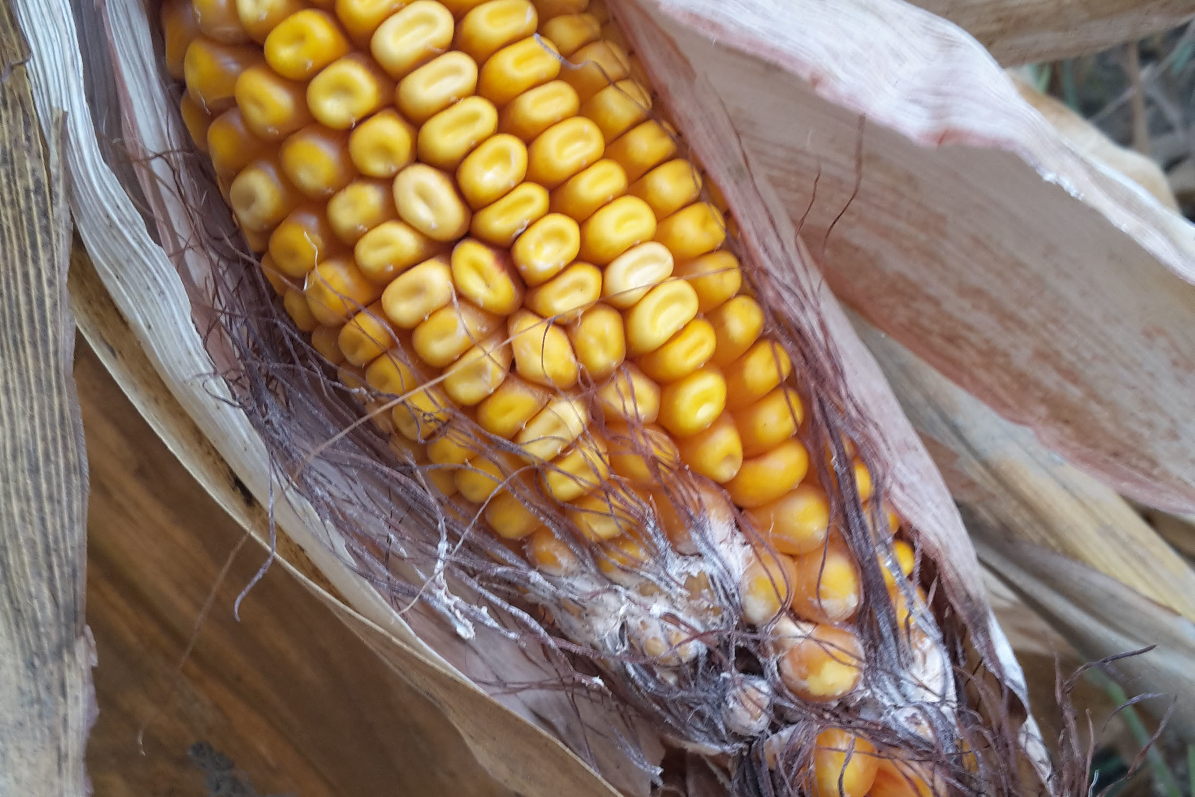 Spanish and Polish maize tested for mycotoxins