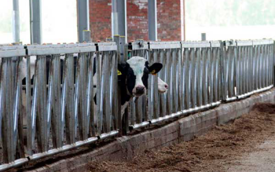 Russian GMO ban will stifle the livestock industry