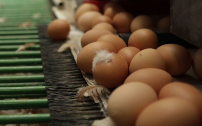 Carotenoids in DDGS oil can add value to eggs