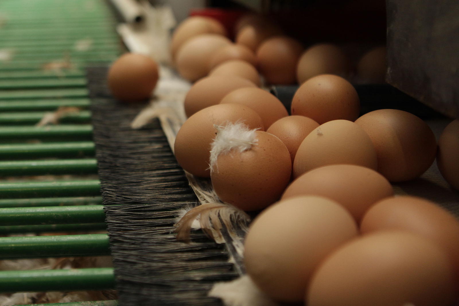 Carotenoids in DDGS oil can add value to eggs