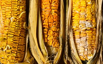 E-toolbox for early detection mycotoxins. Photo: Shutterstock