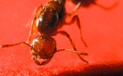 Study: Using fire ant venom to combat soilborne pathogens