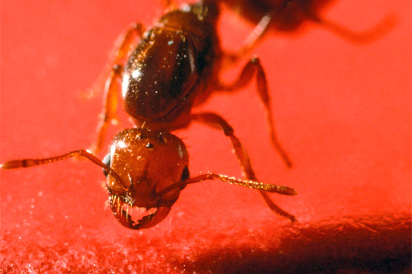 Study: Using fire ant venom to combat soilborne pathogens