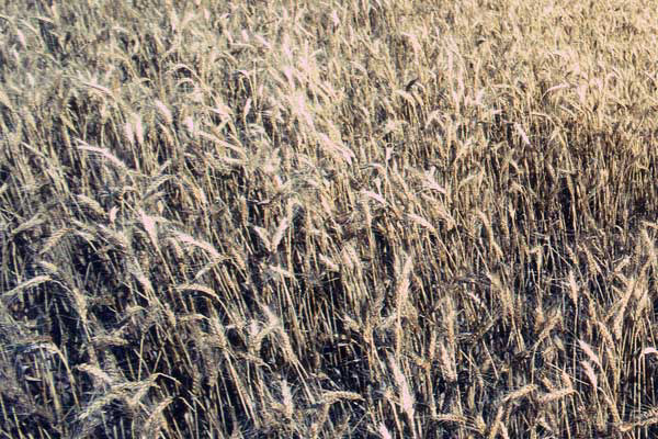 OSU advises farmers to control for crop disease