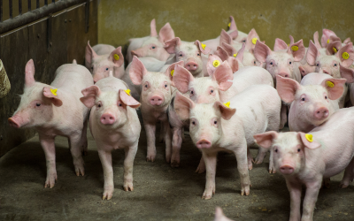 Profitable pig production is the ultimate target of the swine industry. Hence, optimal feeding and management strategies are needed.