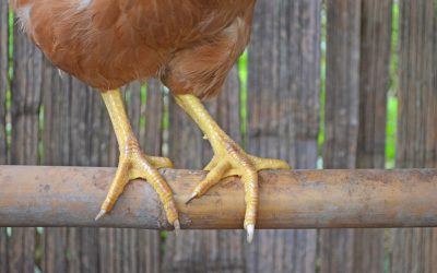 Feet: An indicator of gut health. Photo: Shutterstock