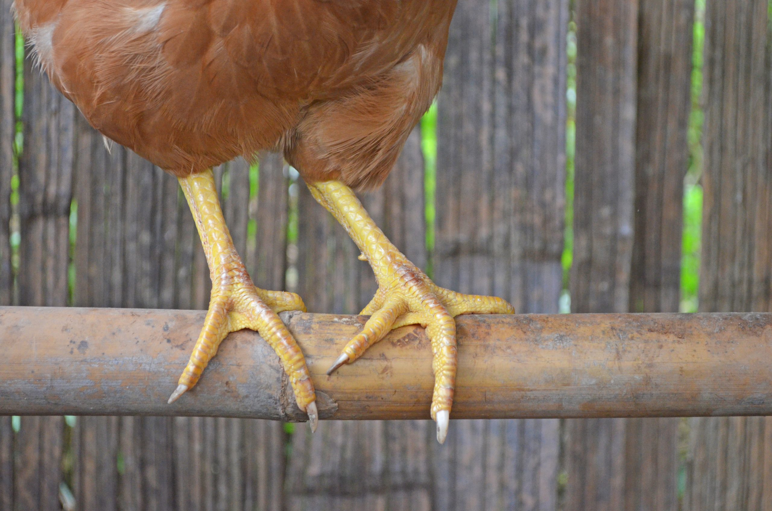 Feet: An indicator of gut health. Photo: Shutterstock