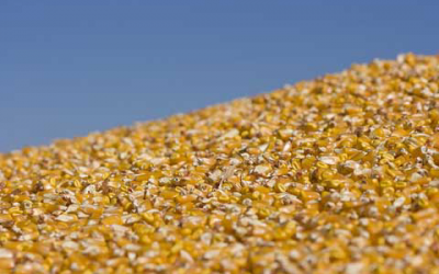 Indonesia: corn imports predicted to decline