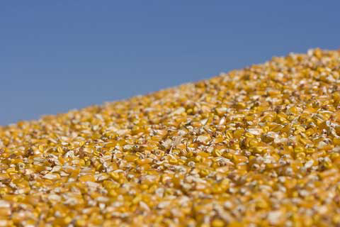 Indonesia: corn imports predicted to decline