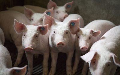 ASF is highly contagious and infection spreads rapidly through a unit. Increasing biosecurity on farm can prevent viruses from entering. Photo: Shutterstock