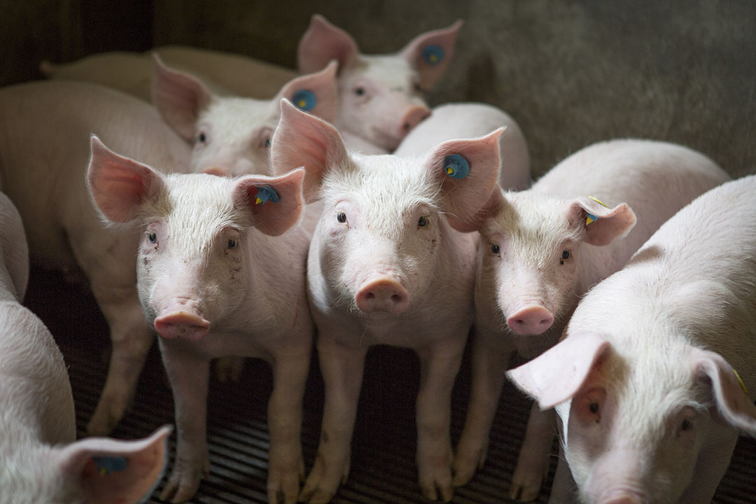 ASF is highly contagious and infection spreads rapidly through a unit. Increasing biosecurity on farm can prevent viruses from entering. Photo: Shutterstock