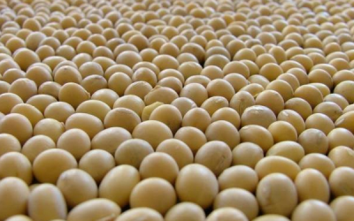 USDA: Estimates for Brazilian soybean output increased